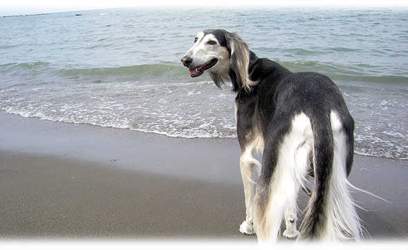 101006_saluki11