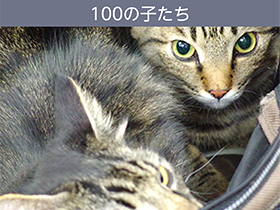 100CLUBのオリジナルフードは丸ごと主義！ 馬肉（生肉）と青魚（レトルト）を丸ごと提供しています。